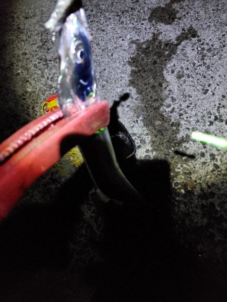 朝マズメ　タチウオ狙い