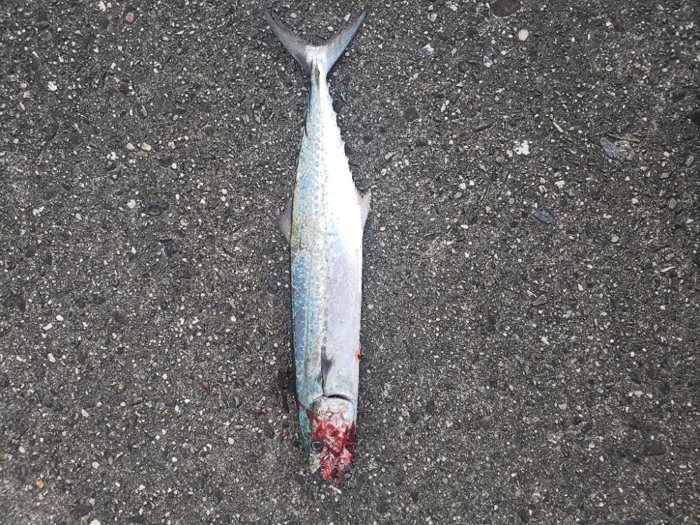 青物釣り