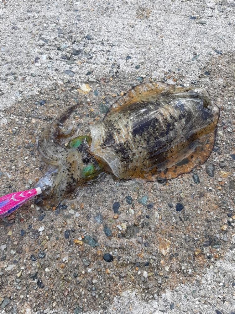 爆風大雨エギング