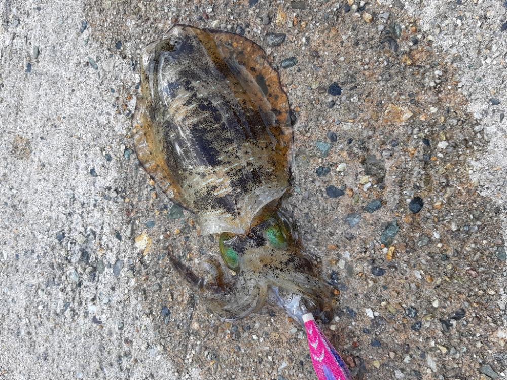 爆風大雨エギング