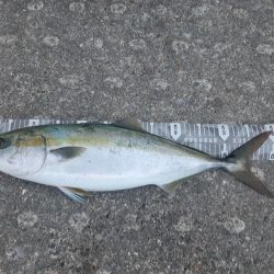 久しぶりの朝マズメ