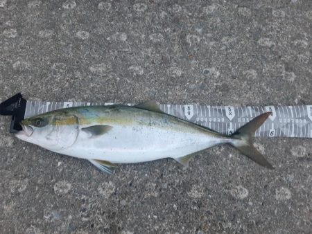 久しぶりの朝マズメ