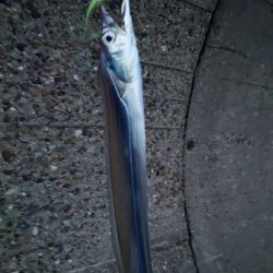 ショアじぎじぎ