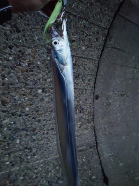 ショアじぎじぎ