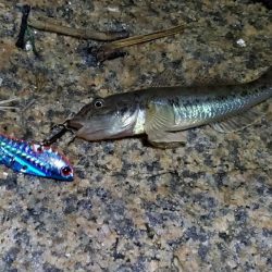 ショートバイトの正体はこいつか