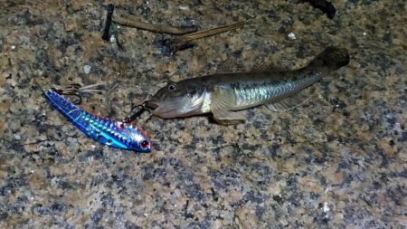 ショートバイトの正体はこいつか