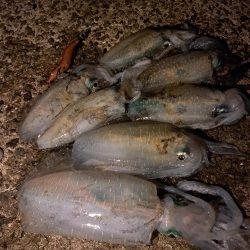 良いサイズ混じり