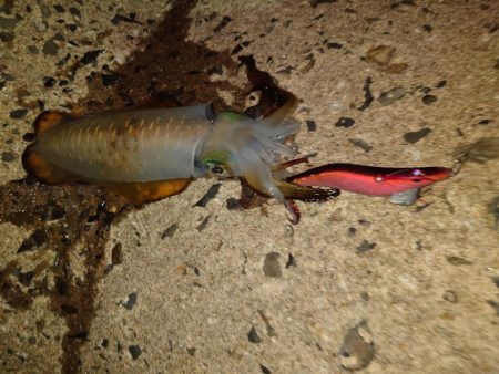 ナイトエギングIN対馬