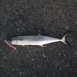青物釣り