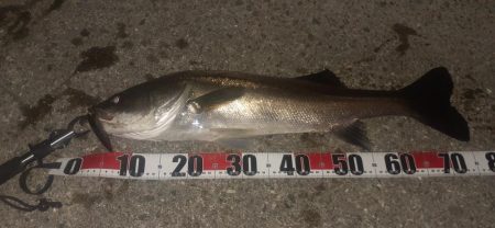 西宮周辺　トップシーバス　