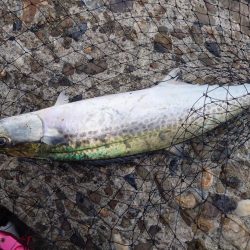 ショアジギジギ