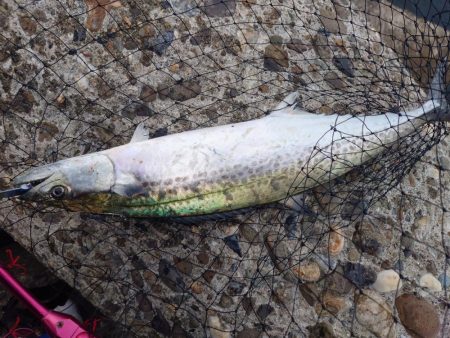 ショアジギジギ