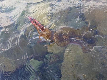 デイエギングIN対馬