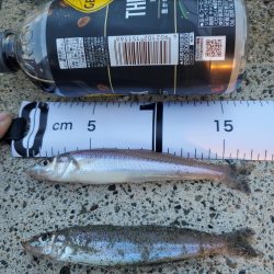 秋のちょい投げ