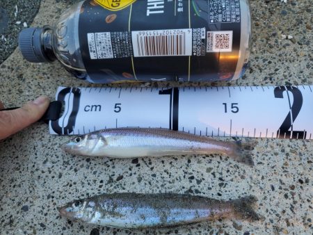 秋のちょい投げ