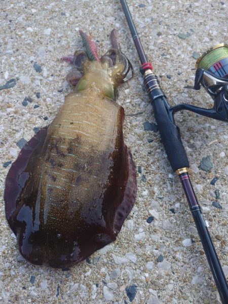 朝マズメエギングIN対馬