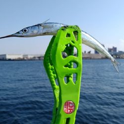 活性高し！サヨリ