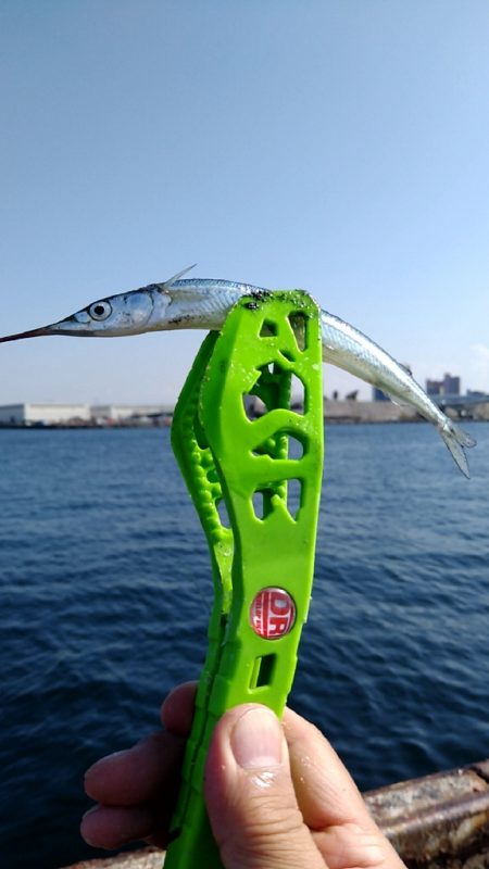 活性高し！サヨリ