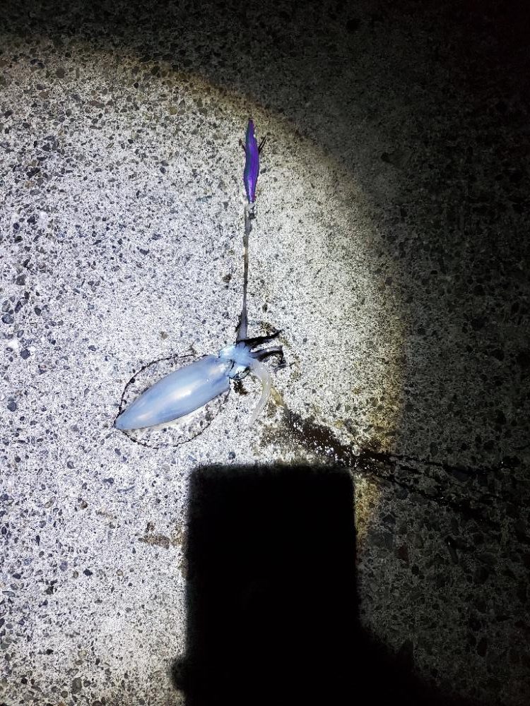 朝マズメのエギング