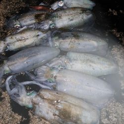 もうこれぐらいの数なのかな