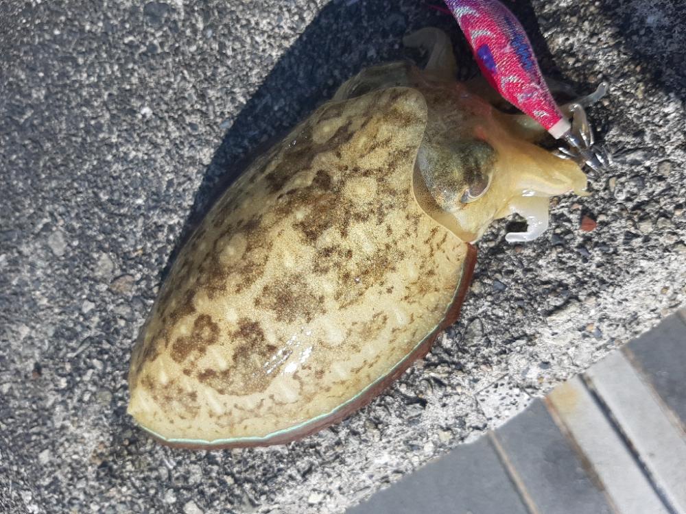 和歌山へ