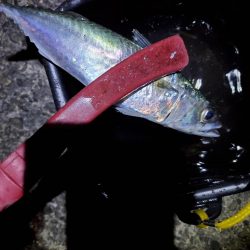 タチウオ仕掛けでタチウオ以外を狙う