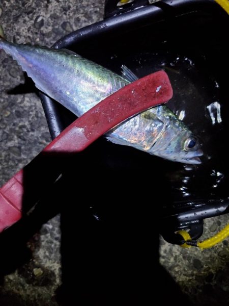 タチウオ仕掛けでタチウオ以外を狙う