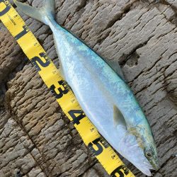 久しぶりの釣果