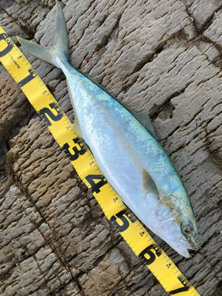 久しぶりの釣果