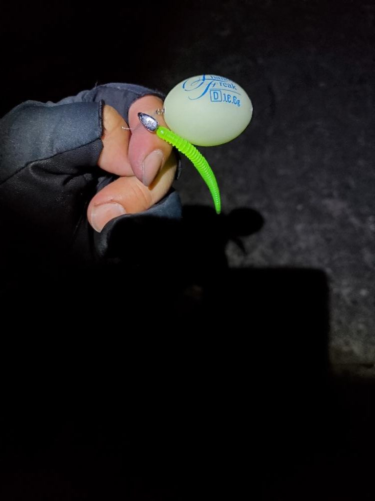 アジング、エギングです。