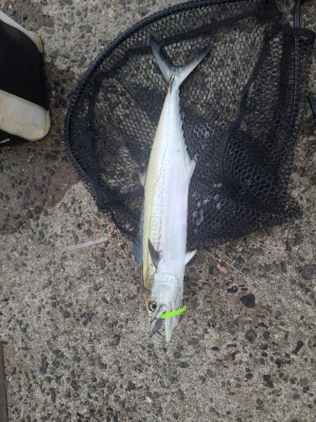 夕マズメのナイトアジング