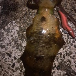 いつもこのサイズ止まり