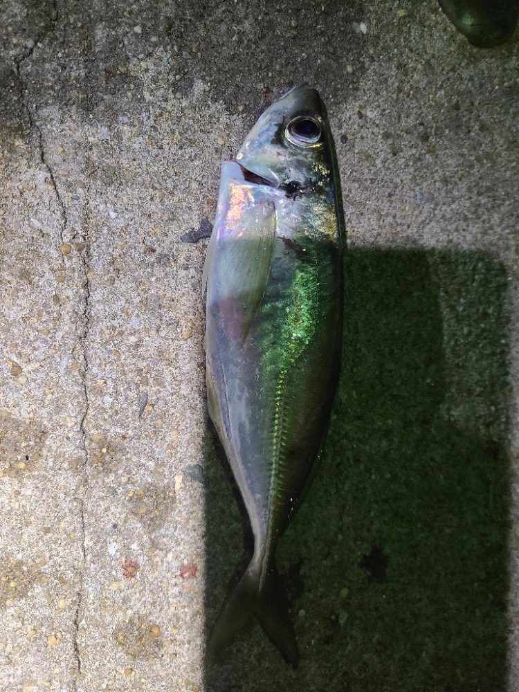 釣れたら嬉しいね😆