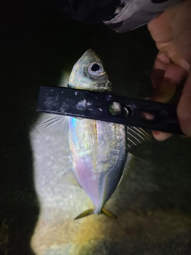 潮が動くと釣れるのね〰️🎵