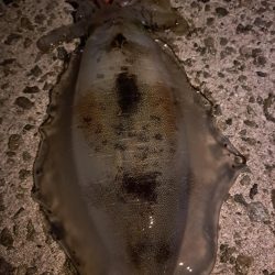 やっとキロアップ