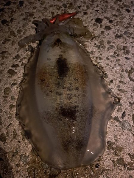 やっとキロアップ