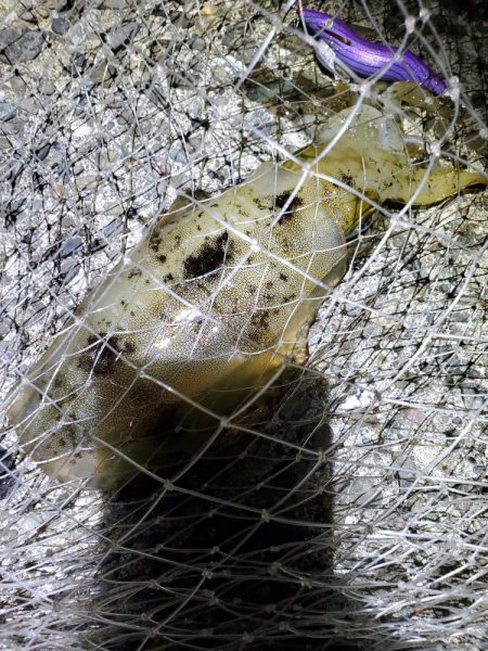 ナイトエギング