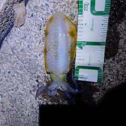 数週間ぶりの、アオリイカ