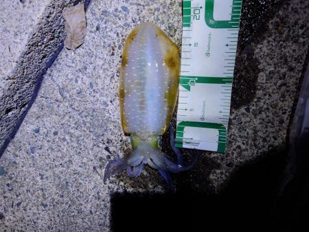 数週間ぶりの、アオリイカ