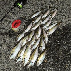 こましなアジが廻ってきた