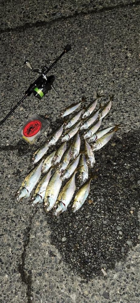 こましなアジが廻ってきた