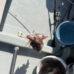 鹿児島錦江湾のテンヤマダイに行きました