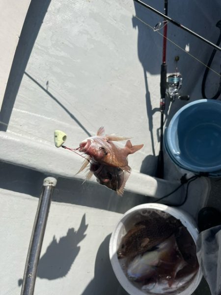 鹿児島錦江湾のテンヤマダイに行きました