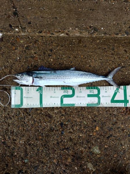 新しいロッドで