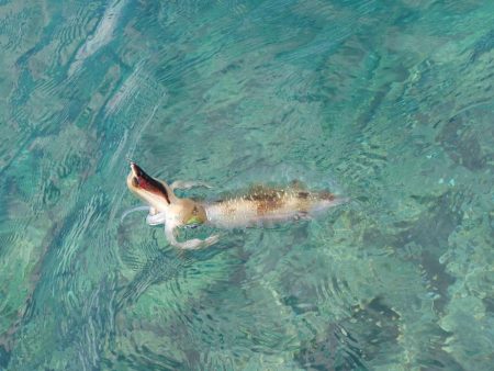 デイエギングIN対馬