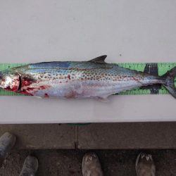 子守フィッシング