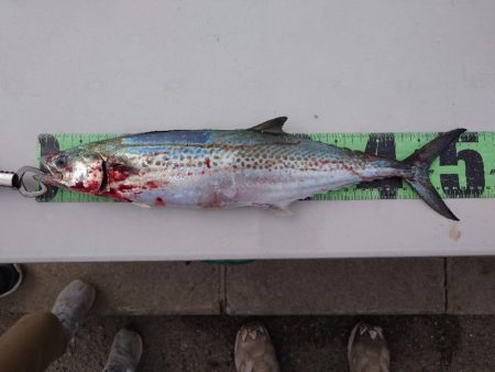 子守フィッシング