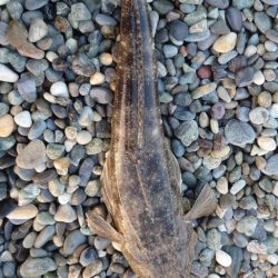 色々つれました