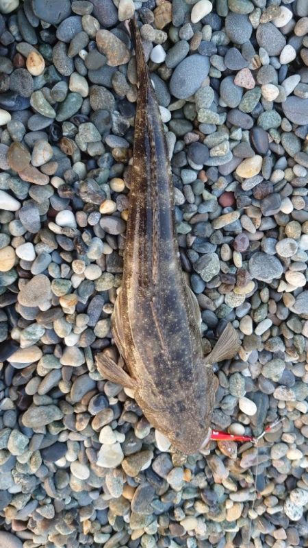 色々つれました