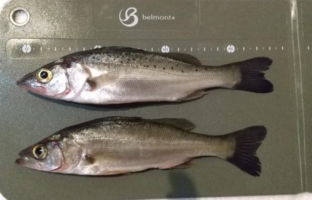 今季初メッキ！